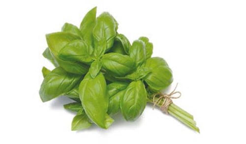 Albahaca